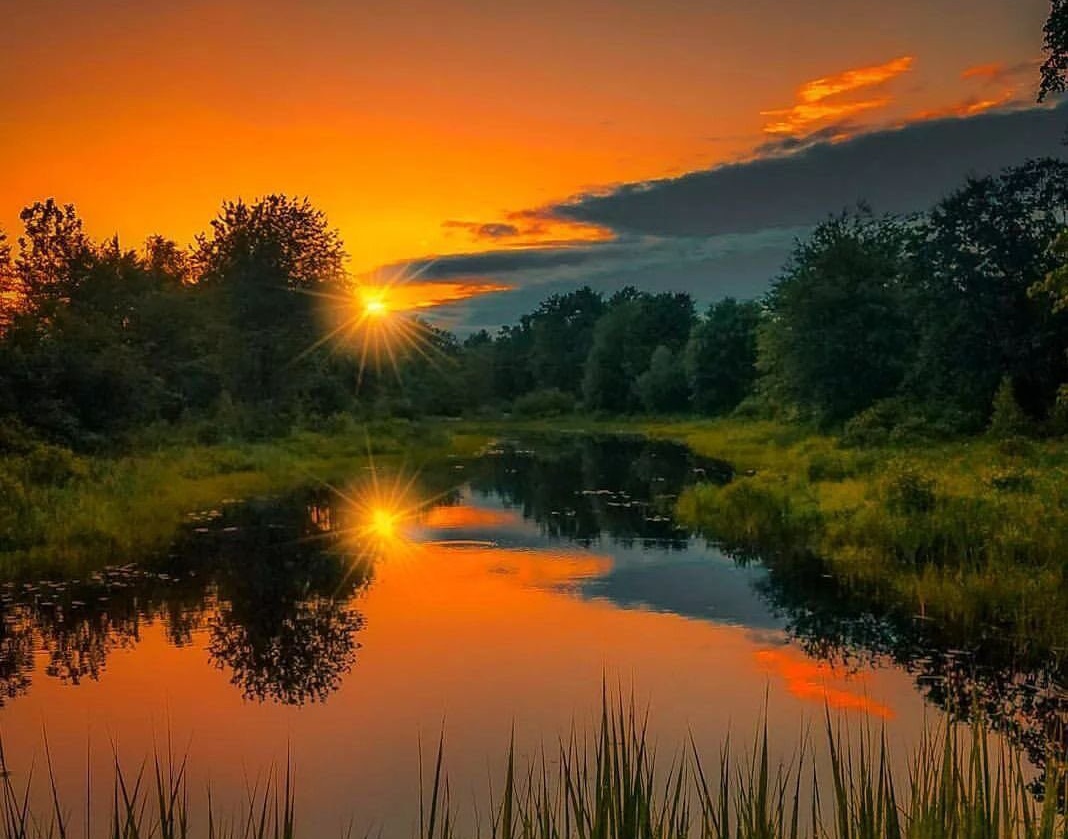 Летнее утро в лесу